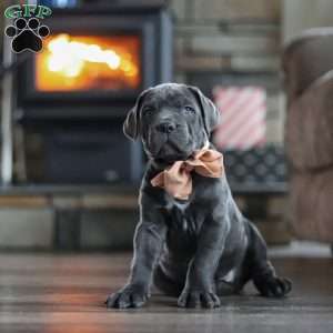 Oscar, Cane Corso Puppy