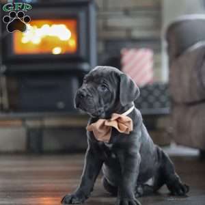 Oscar, Cane Corso Puppy