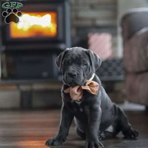 Oscar, Cane Corso Puppy