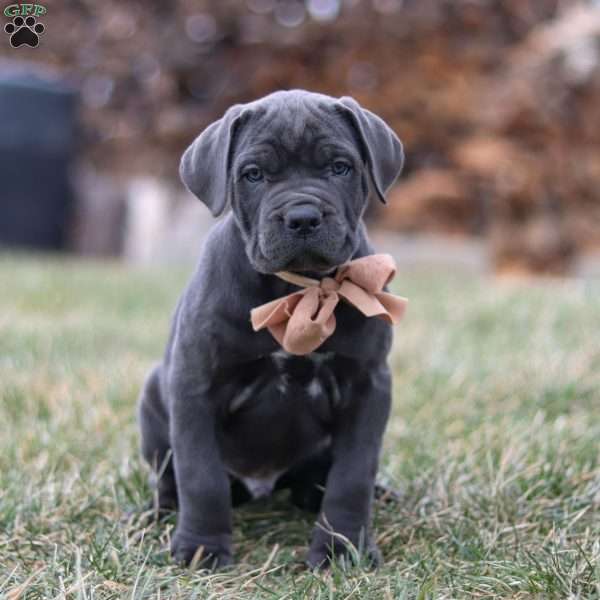 Oscar, Cane Corso Puppy