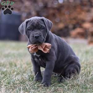 Oscar, Cane Corso Puppy