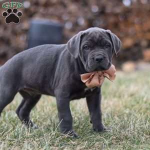 Oscar, Cane Corso Puppy