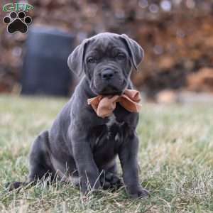 Oscar, Cane Corso Puppy