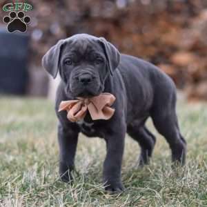 Oscar, Cane Corso Puppy