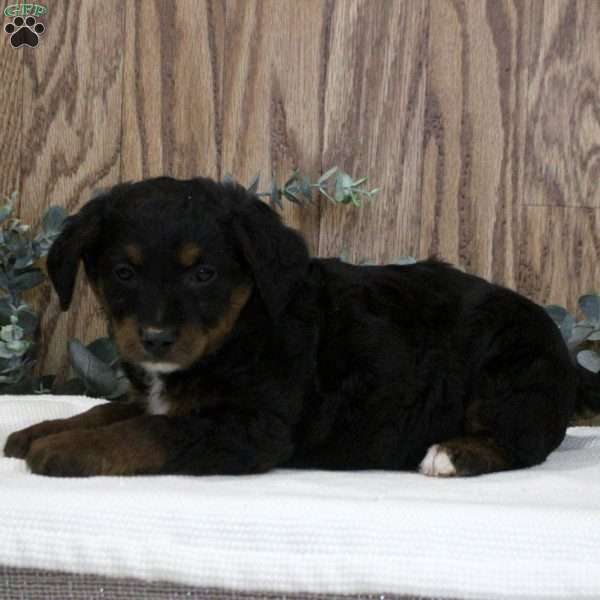 Oscar, Blue Heeler Mix Puppy