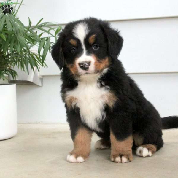 Oscar, Bernese Mountain Dog Puppy
