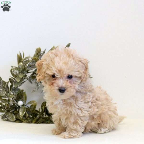 Oscar, Maltipoo Puppy