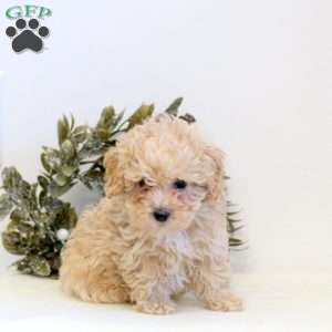 Oscar, Maltipoo Puppy