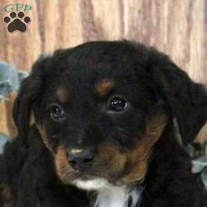 Oscar, Blue Heeler Mix Puppy