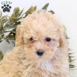 Oscar, Maltipoo Puppy