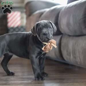 Oscar, Cane Corso Puppy