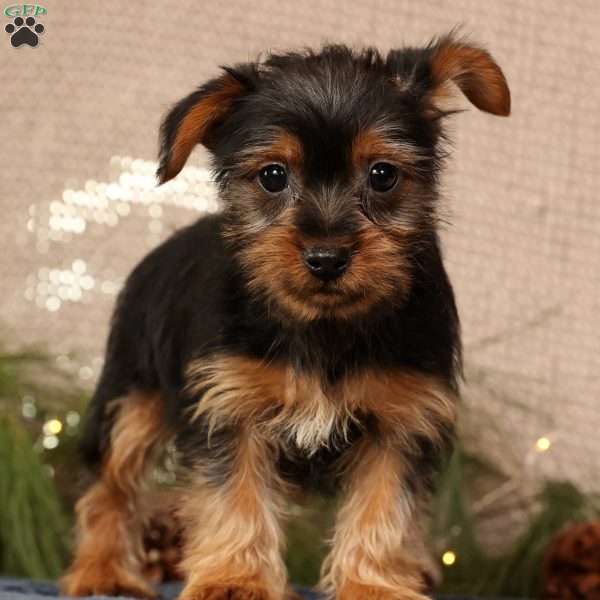 Oscar, Yorkie Puppy