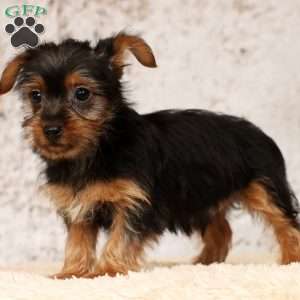 Oscar, Yorkie Puppy