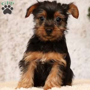 Oscar, Yorkie Puppy