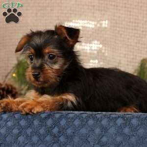 Oscar, Yorkie Puppy