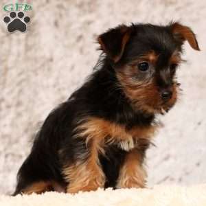Oscar, Yorkie Puppy
