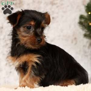 Oscar, Yorkie Puppy