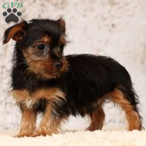Oscar, Yorkie Puppy