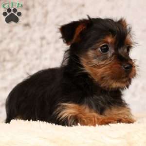Oscar, Yorkie Puppy