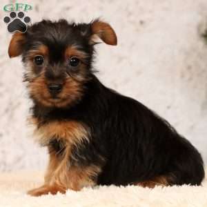 Oscar, Yorkie Puppy