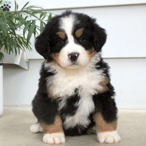 Otis, Bernese Mountain Dog Puppy