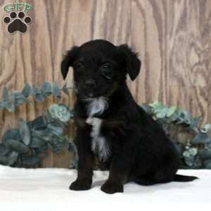 Otis, Blue Heeler Mix Puppy