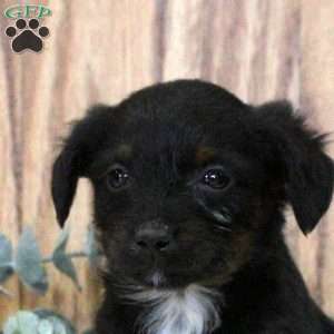 Otis, Blue Heeler Mix Puppy