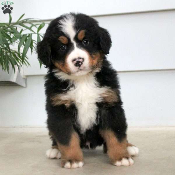 Owen, Bernese Mountain Dog Puppy
