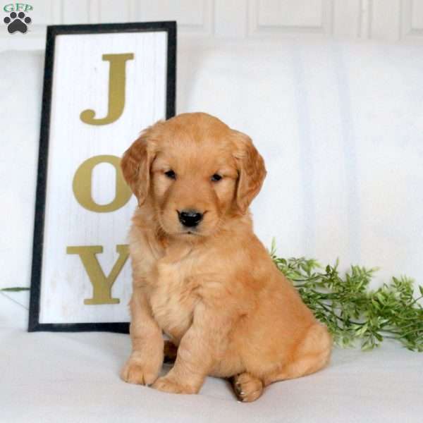 Ozzie, Golden Retriever Puppy