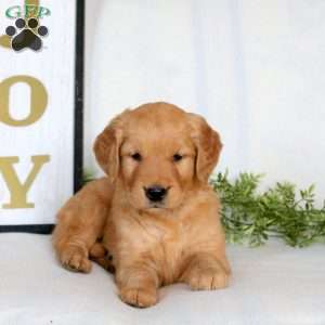 Ozzie, Golden Retriever Puppy