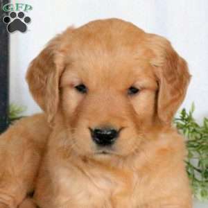 Ozzie, Golden Retriever Puppy