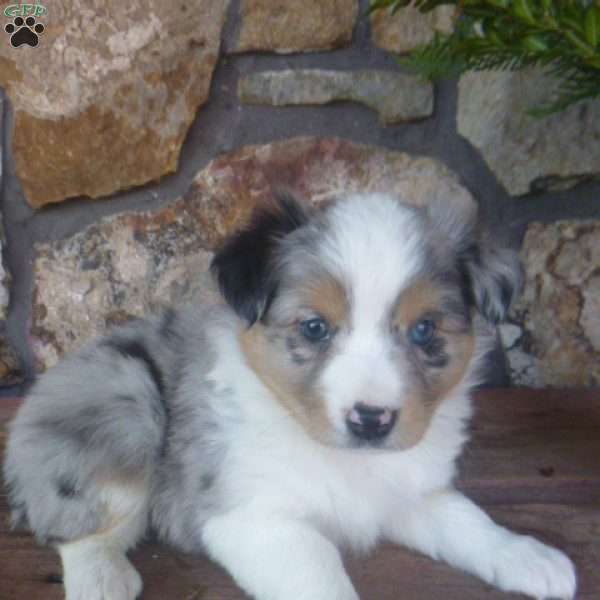 Merry, Miniature Australian Shepherd Puppy
