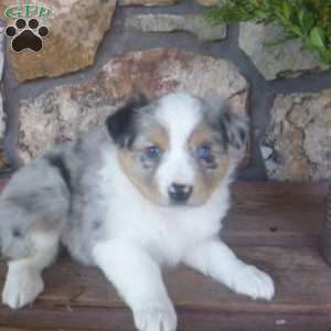 Merry, Miniature Australian Shepherd Puppy