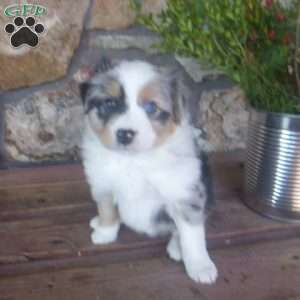 Merry, Miniature Australian Shepherd Puppy