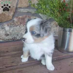 Merry, Miniature Australian Shepherd Puppy