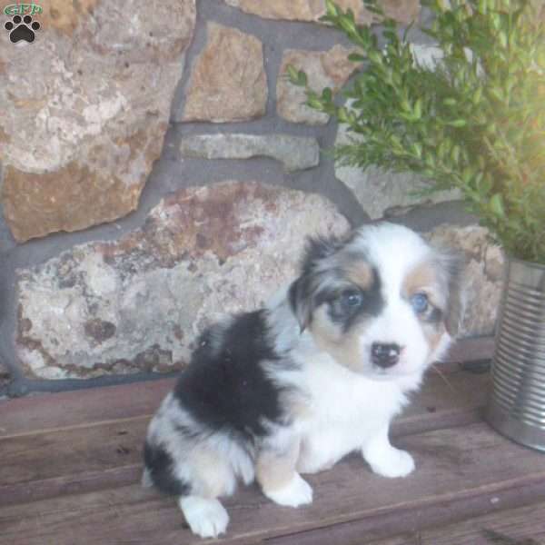 Mistletoe, Miniature Australian Shepherd Puppy