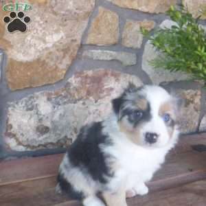 Mistletoe, Miniature Australian Shepherd Puppy