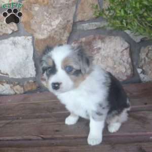 Mistletoe, Miniature Australian Shepherd Puppy
