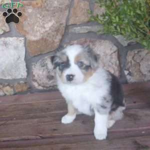 Mistletoe, Miniature Australian Shepherd Puppy