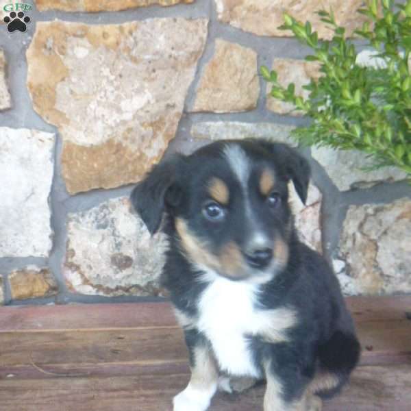 Mallory, Miniature Australian Shepherd Puppy