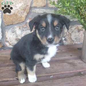 Mallory, Miniature Australian Shepherd Puppy