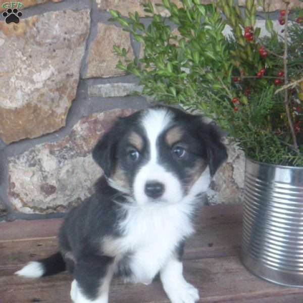 Margo, Miniature Australian Shepherd Puppy