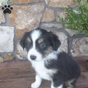 Margo, Miniature Australian Shepherd Puppy