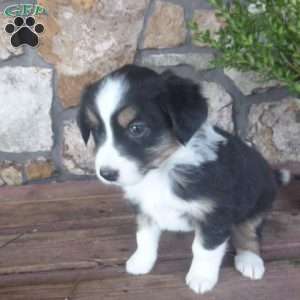 Margo, Miniature Australian Shepherd Puppy
