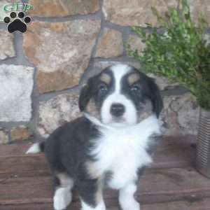 Margo, Miniature Australian Shepherd Puppy