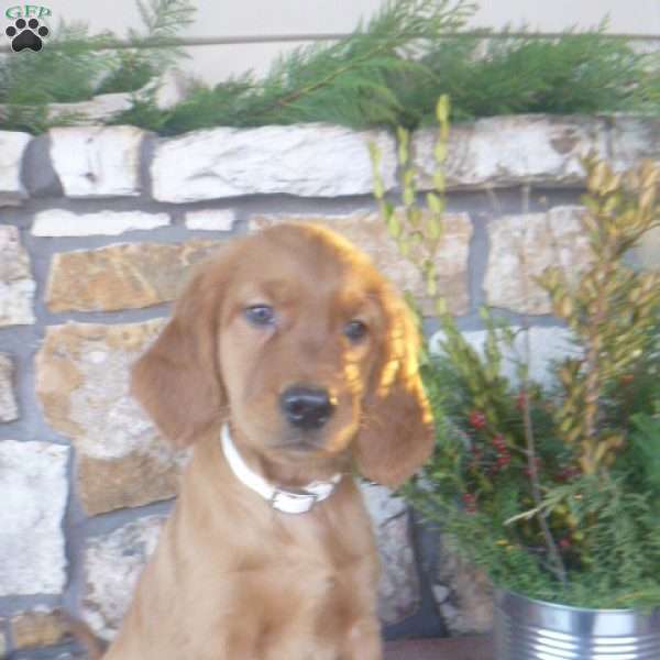Lanny, Golden Irish Puppy