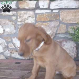 Lanny, Golden Irish Puppy