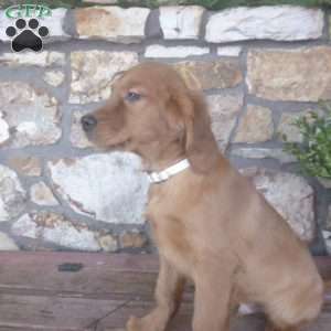 Lanny, Golden Irish Puppy