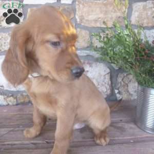 Lanny, Golden Irish Puppy