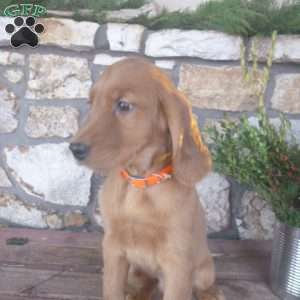 Lincoln, Golden Irish Puppy